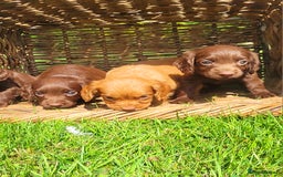 Cocker Spaniel dogs for sale: Cocker spaniel pups - Image 6