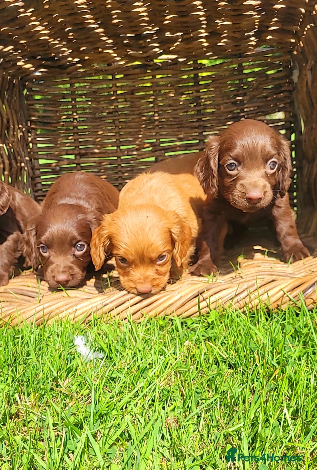 Cocker Spaniel dogs for sale: Cocker spaniel pups - Image 6