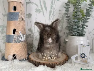 Angora rabbits Vaccinated Purebred English Angoras - Advert 1