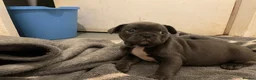 Mixed Breed dogs for sale: Frenchie puppies  - Advert 5