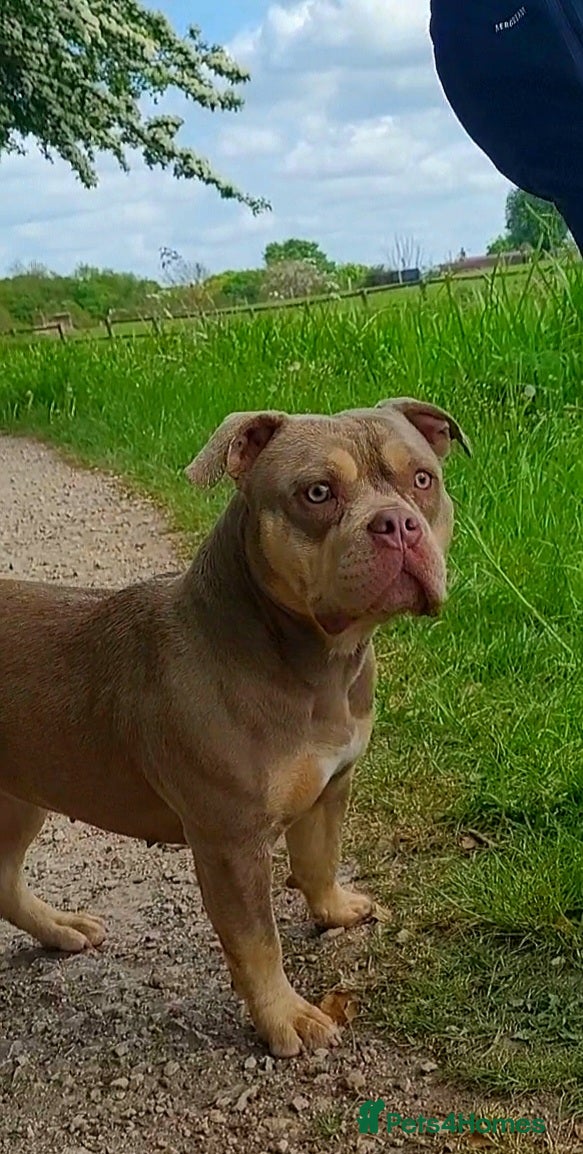 American Bully dogs Jasmine (Jaz) 3 year old female pocket bully  - Advert 4