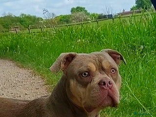 American Bully dogs Jasmine (Jaz) 3 year old female pocket bully - Advert 1