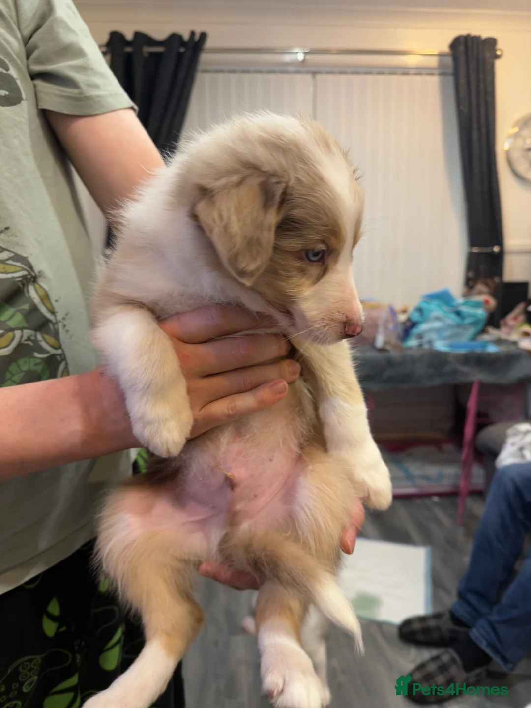 Mixed Breed dogs for sale: Stunning Border Collie Cross Puppies Family Raised - Advert 30