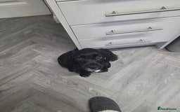 Cocker Spaniel dogs for sale: Cocker spaniel boy - Image 1