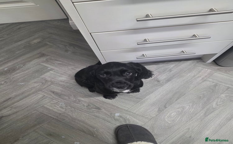 Cocker Spaniel dogs - Advert 1