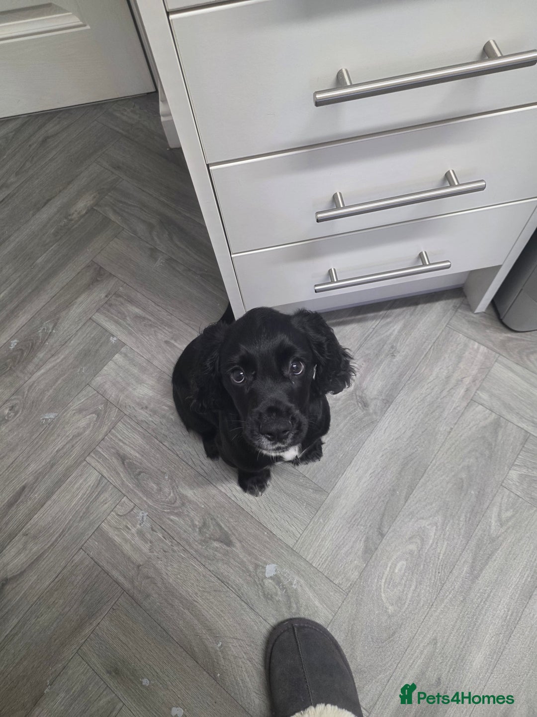 Cocker Spaniel dogs for sale: Cocker spaniel boy - Image 1