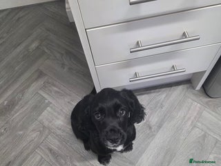 Cocker Spaniel dogs - Advert 20