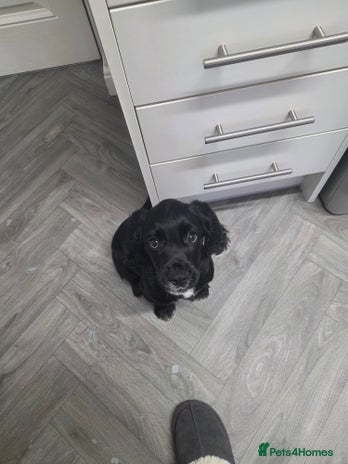 Cocker Spaniel dogs - Advert 1