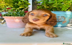 Miniature Dachshund dogs for stud: Dapple Piebald Stud 💫 carrying  cream   in Epsom - Image 34