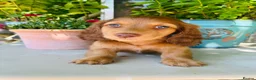 Miniature Dachshund dogs for stud: Dapple Piebald Stud 💫  - Advert 34