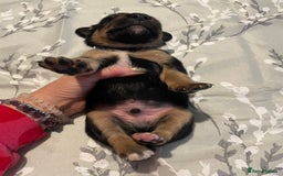 Mixed Breed dogs for sale: Sprollies - Image 14