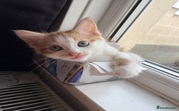American Shorthair cats for sale: Ginger and white female  - Image 1