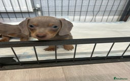 Dachshund dogs for sale: Beautiful miniature dachund puppies  - Image 13