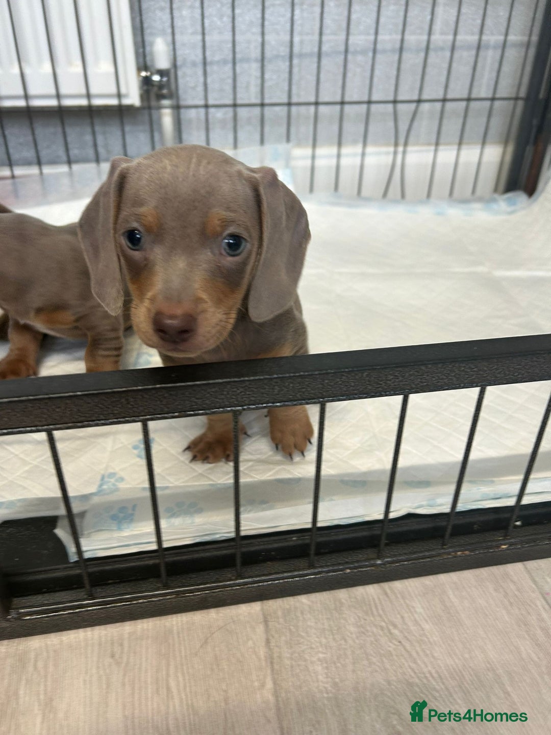 Dachshund dogs for sale: Beautiful miniature dachund puppies  - Image 13