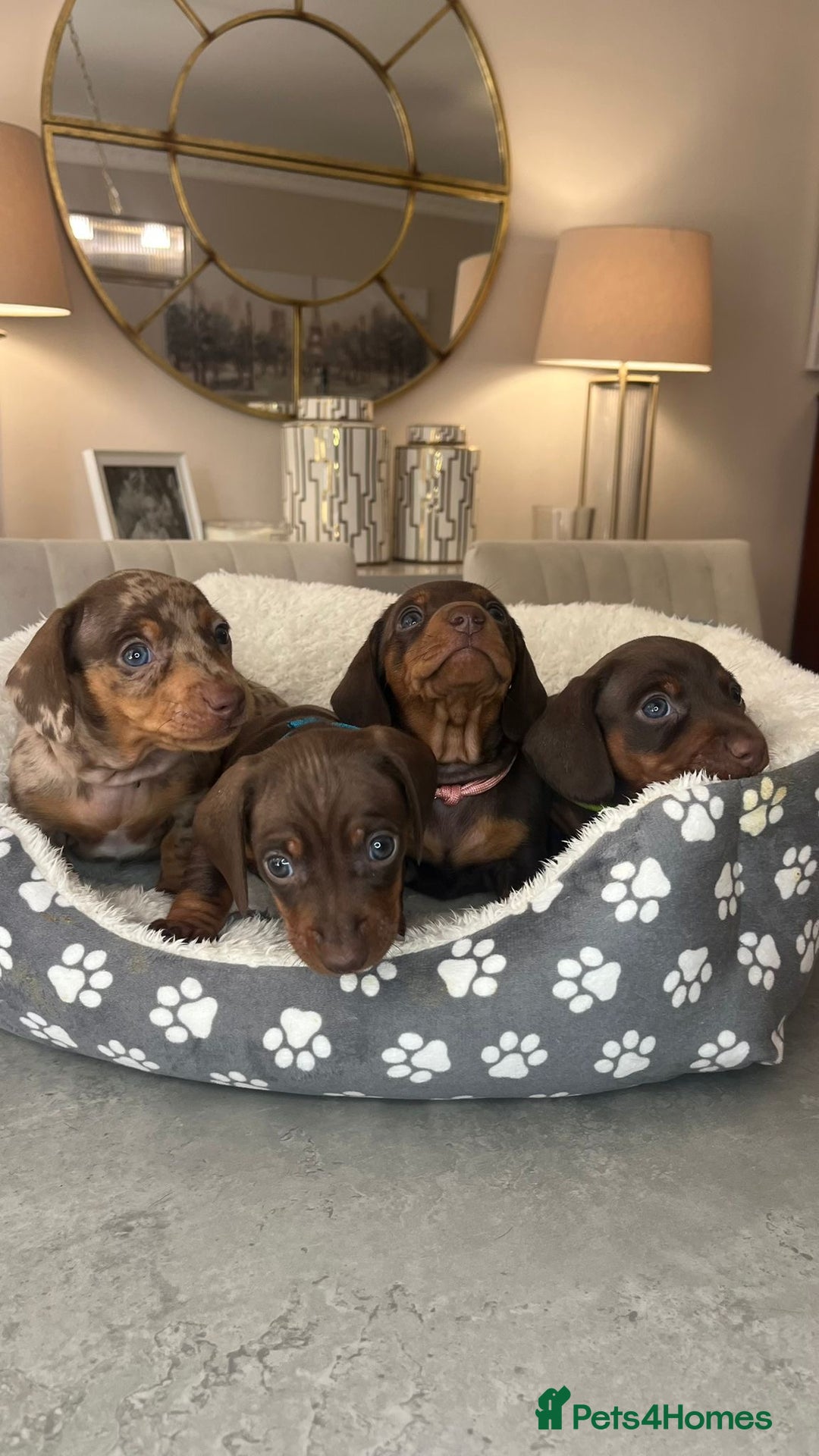 Miniature Dachshund dogs for sale: Ronnie Rocket - Stunning Last Remaining Girl PRA KC Mini Dachshund - Image 22