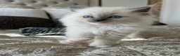 Ragdoll cats for sale: Adorable Ragdolls Babies 🌸🌸🌸 - Advert 28