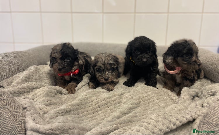 Cockapoo dogs - Advert 2