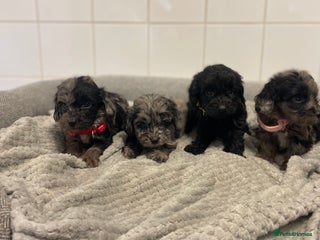 Cockapoo dogs - Advert 4