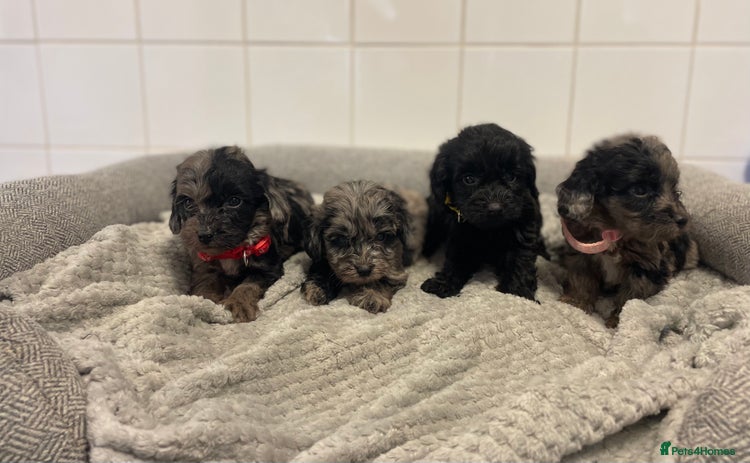 Cockapoo dogs - Advert 2