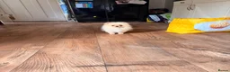 Pomeranian dogs for sale: ✨ Exceptional Pomeranian Puppies – KC Reg ✨ - Advert 8