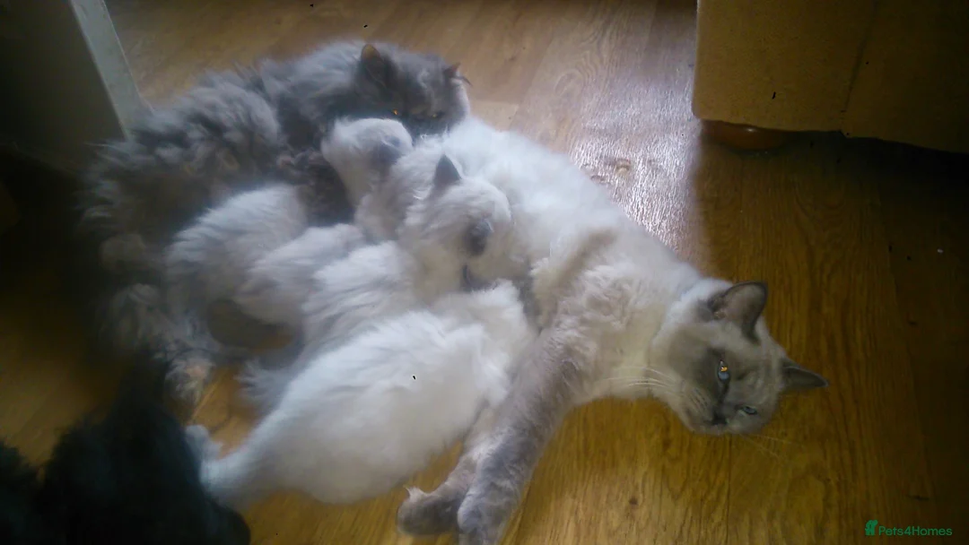 Ragdoll cats for sale: Blue point ragdoll girl kitten  - Advert 2