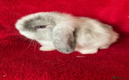 Mini Lop rabbits for sale: Adorable Pure Mini Lop Rabbits  - Image 4