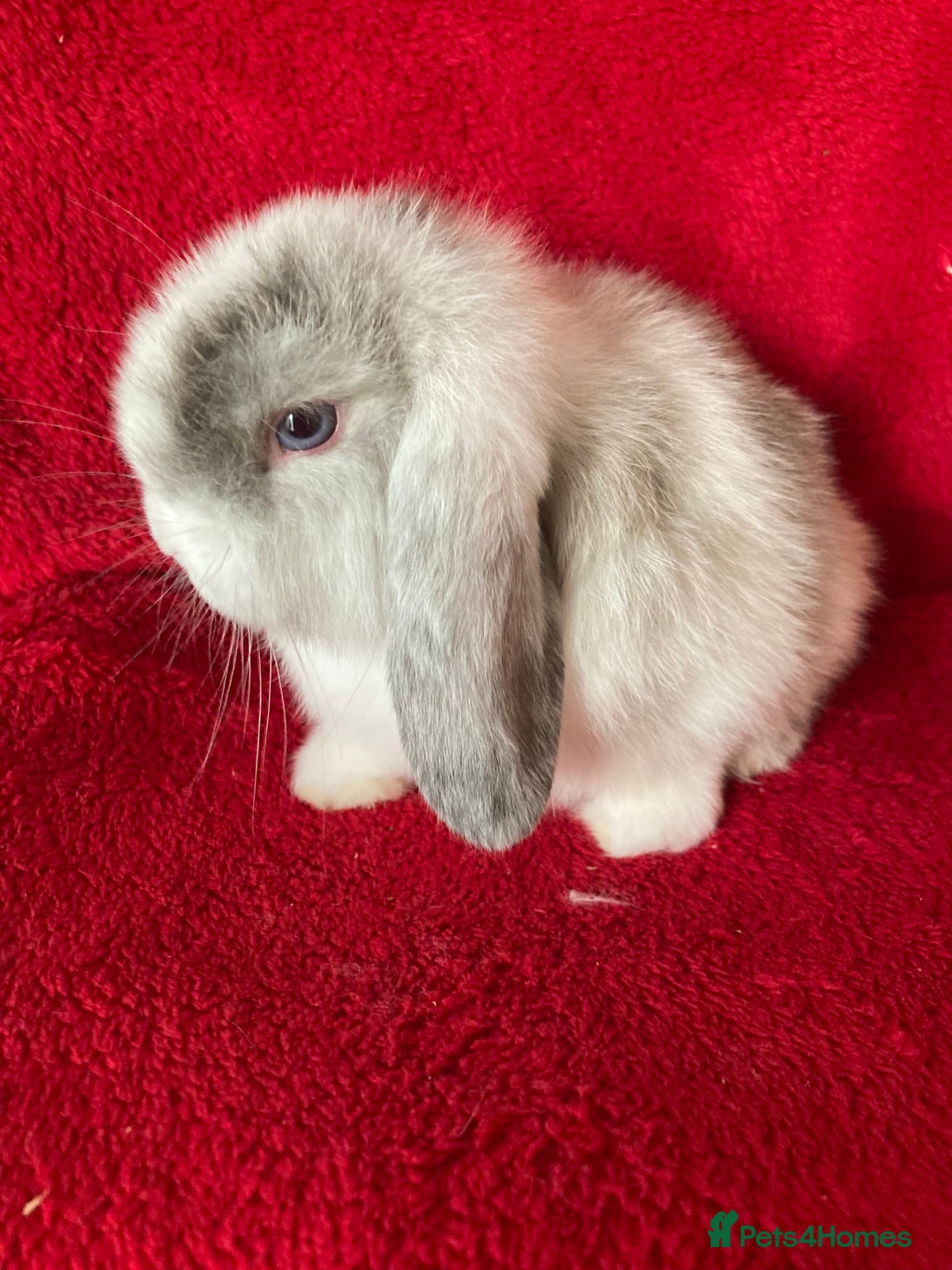 Mini Lop rabbits for sale: Adorable Pure Mini Lop Rabbits  - Image 4