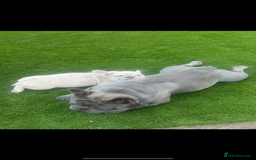 French Bulldog dogs for sale: French bulldog male  - Image 7