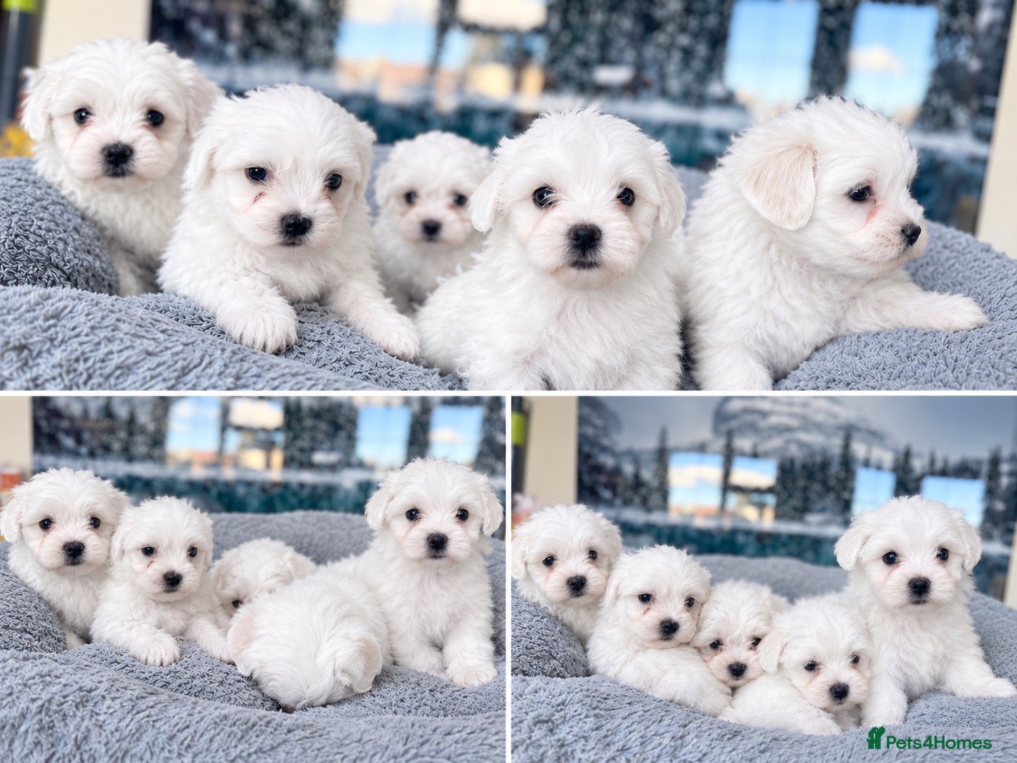 Maltese dogs 🐶 5 Beautiful Maltese🤍 - Advert 8