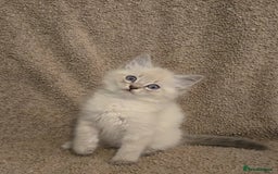 Mixed Breed cats for sale: Blue point and blue lynx ragdoll kittens - Image 6