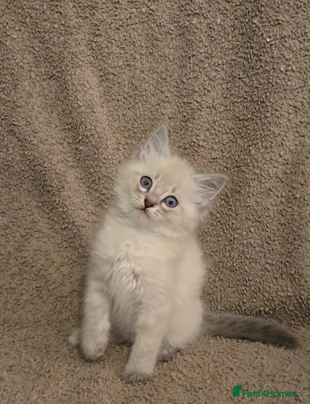 Mixed Breed cats for sale: Blue point and blue lynx ragdoll kittens - Image 6