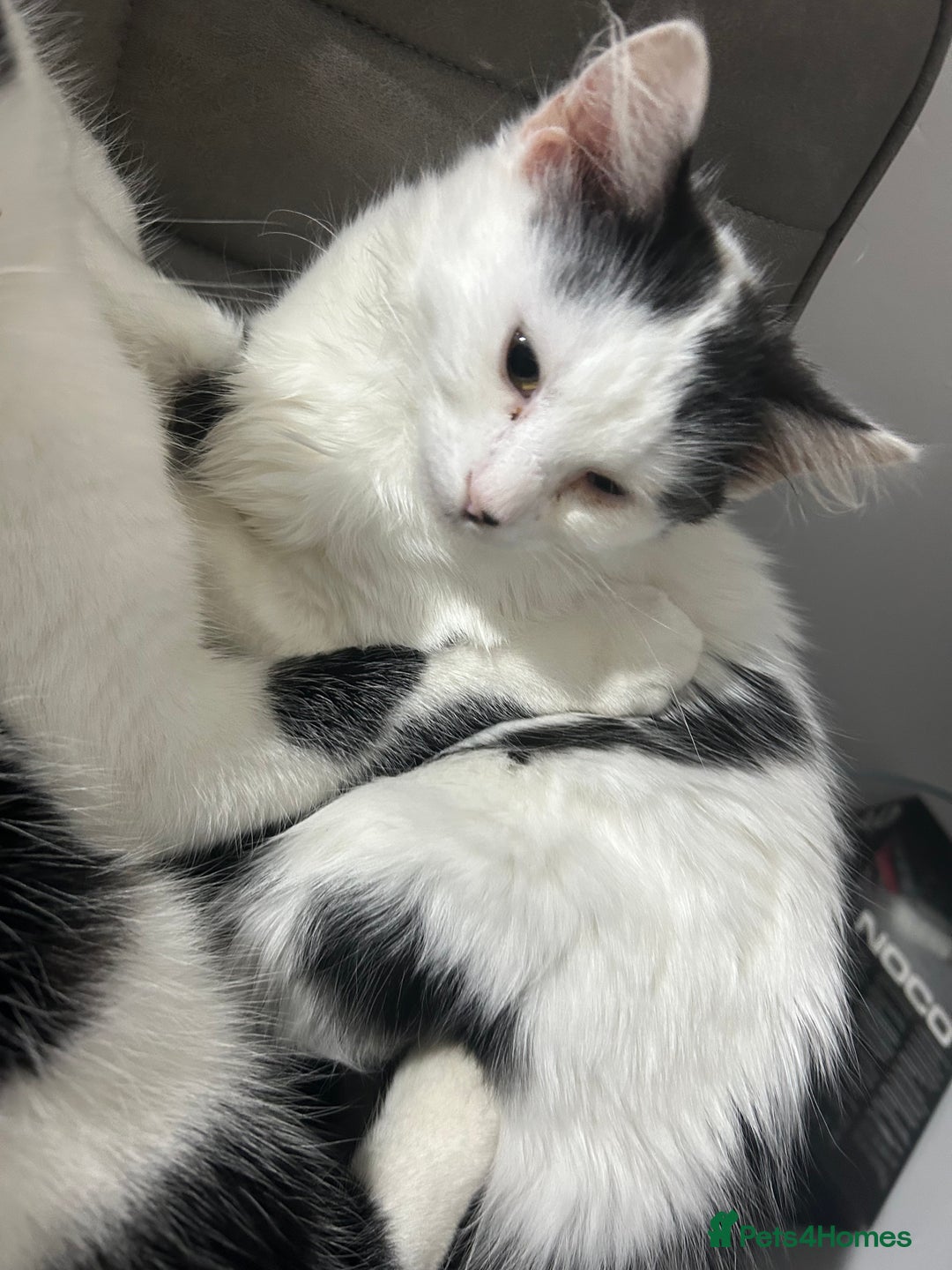 Mixed Breed cats for sale: 3 kittens for sale  - Advert 3