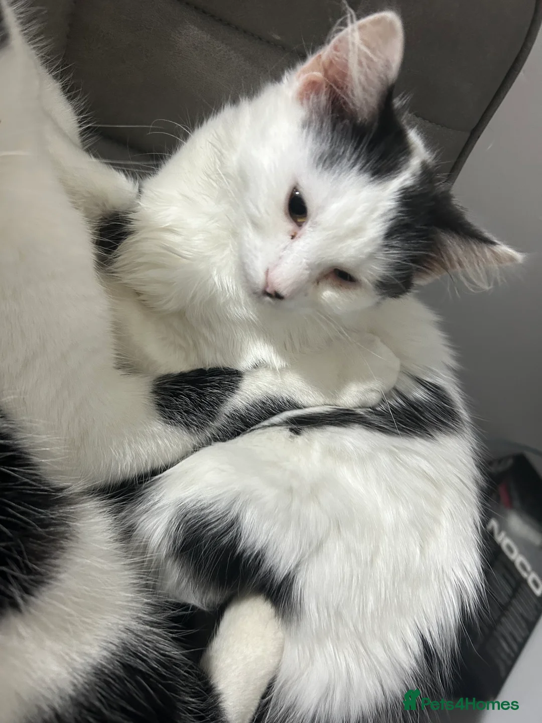 Mixed Breed cats for sale: 3 kittens for sale  - Advert 3