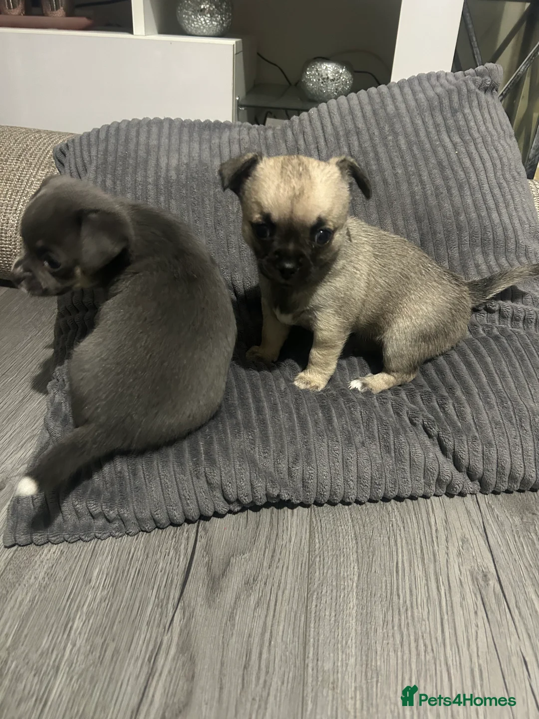 Chihuahua dogs for sale: Full pedigree Chihuahua puppies - Advert 3