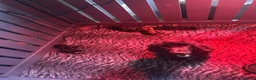 Cockapoo dogs for sale: READY NOW Beautiful DNA clear F1 cockapoos pups - Advert 7
