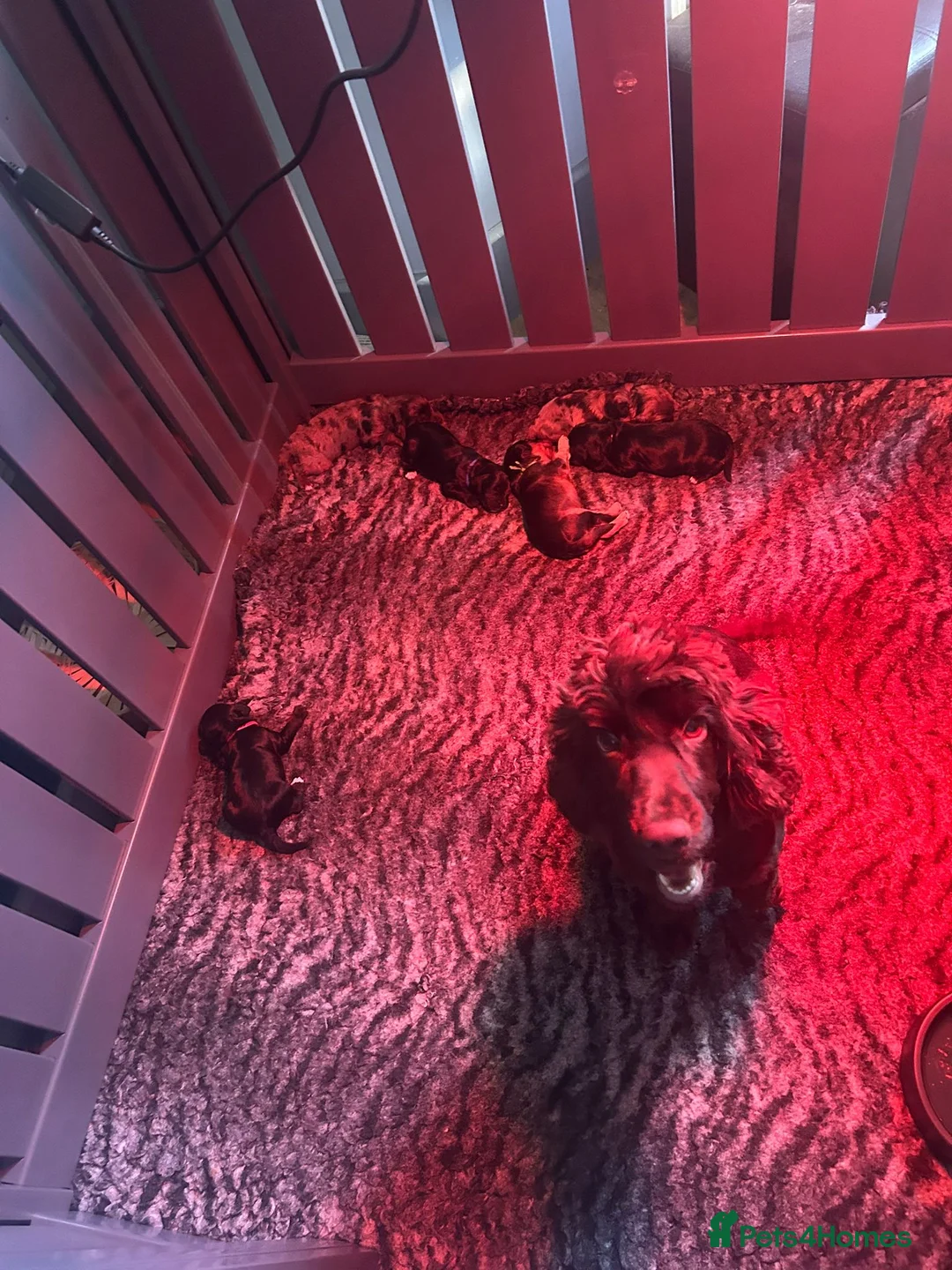 Cockapoo dogs for sale: READY NOW Beautiful DNA clear F1 cockapoos pups - Advert 7