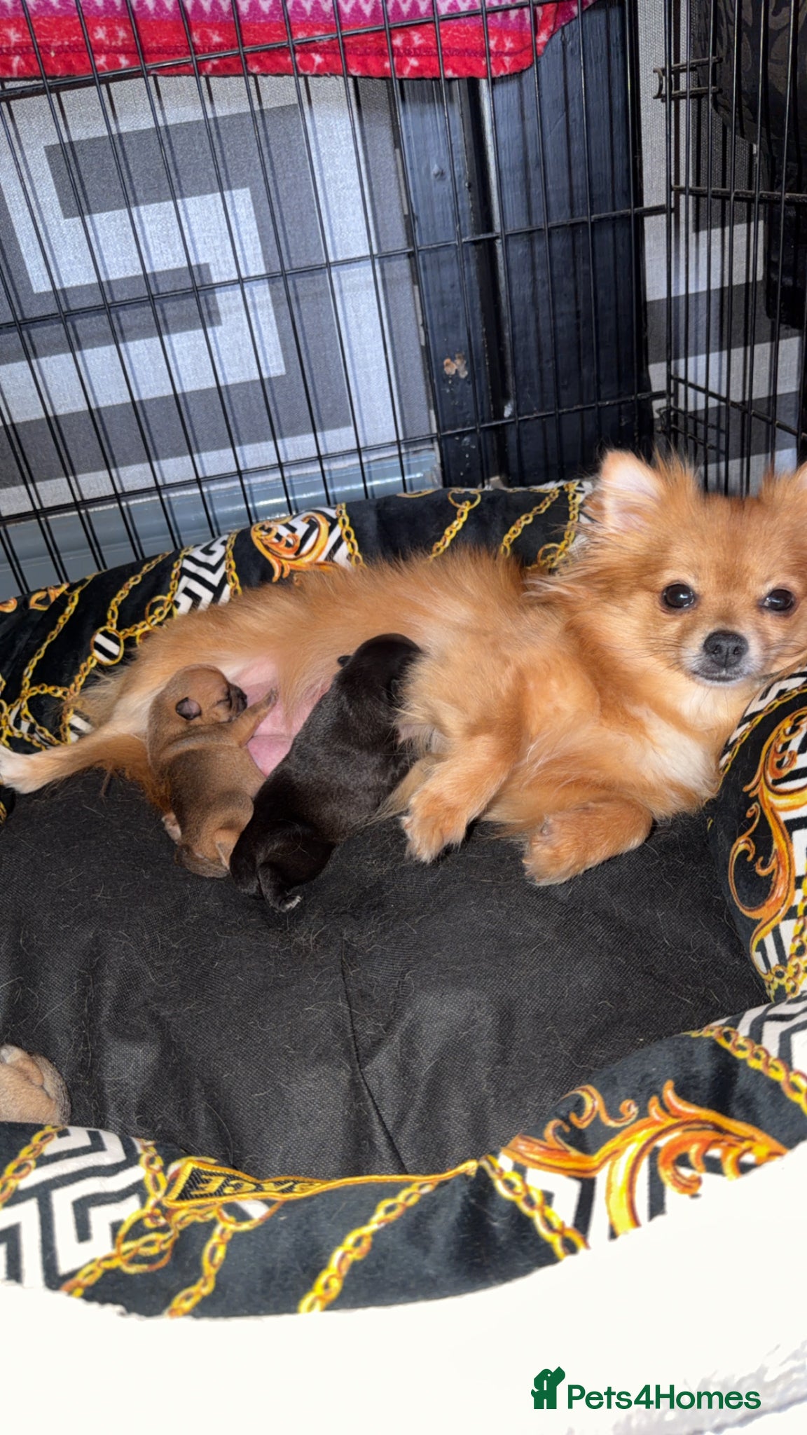 Pomchi dogs Pomchi Male pup  - Advert 4
