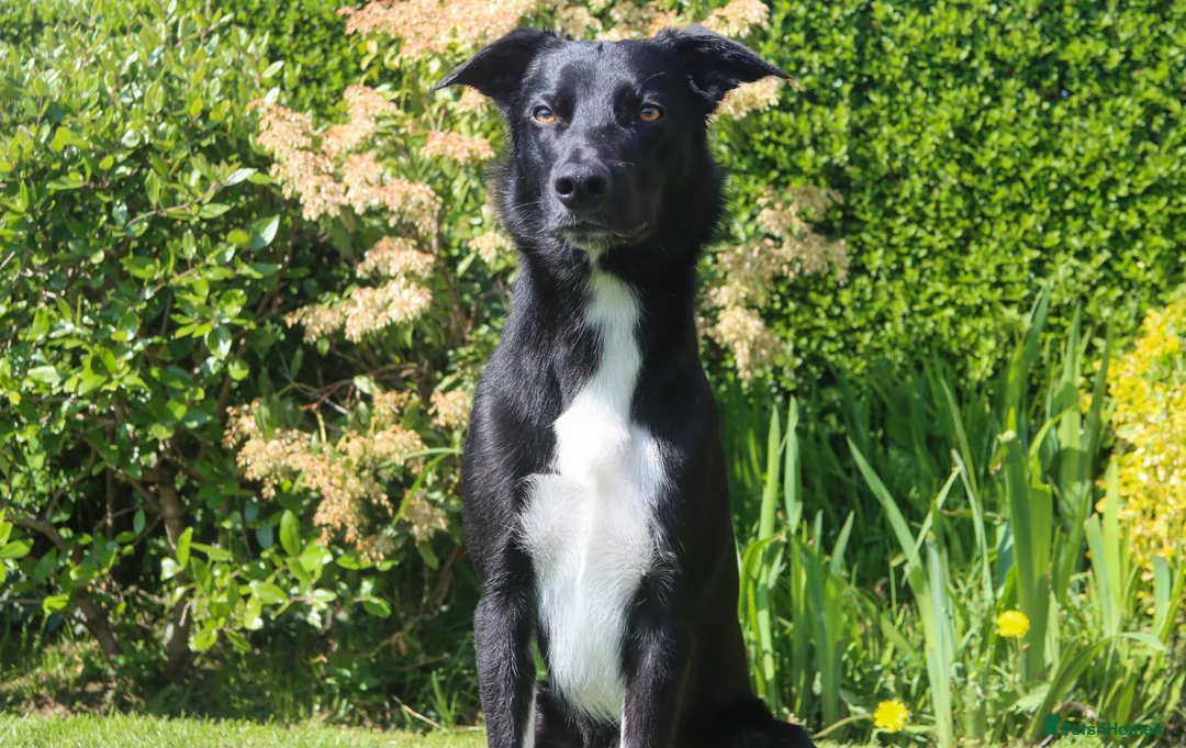 Lurcher dogs for stud: Lurcher - Collie/Whippet Crufts Flyball Champion in Stoke-on-Trent - Advert 7