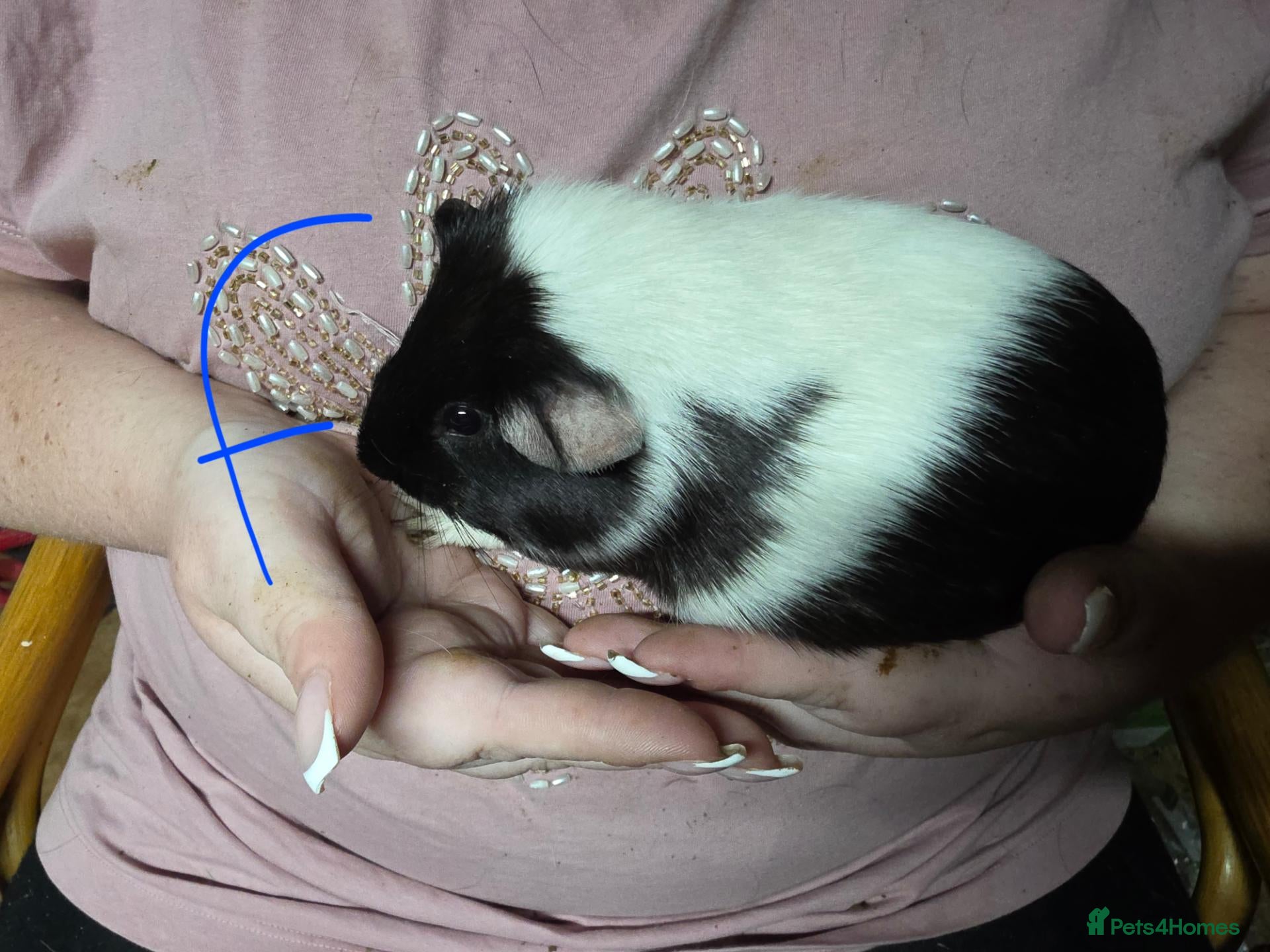 Guinea Pig rodents Male and Female Guinea Pig Pairs - Advert 18