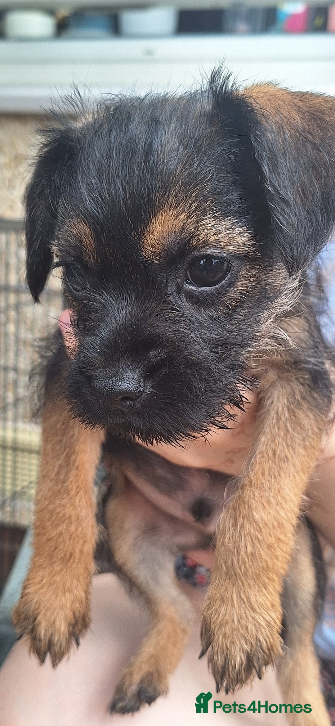 Border Terrier dogs for sale: Grizzle Border terrier pups slem tested parents  - Image 5