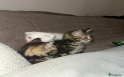 Mixed Breed cats for sale: 2 adorable little boys for sale - Image 3