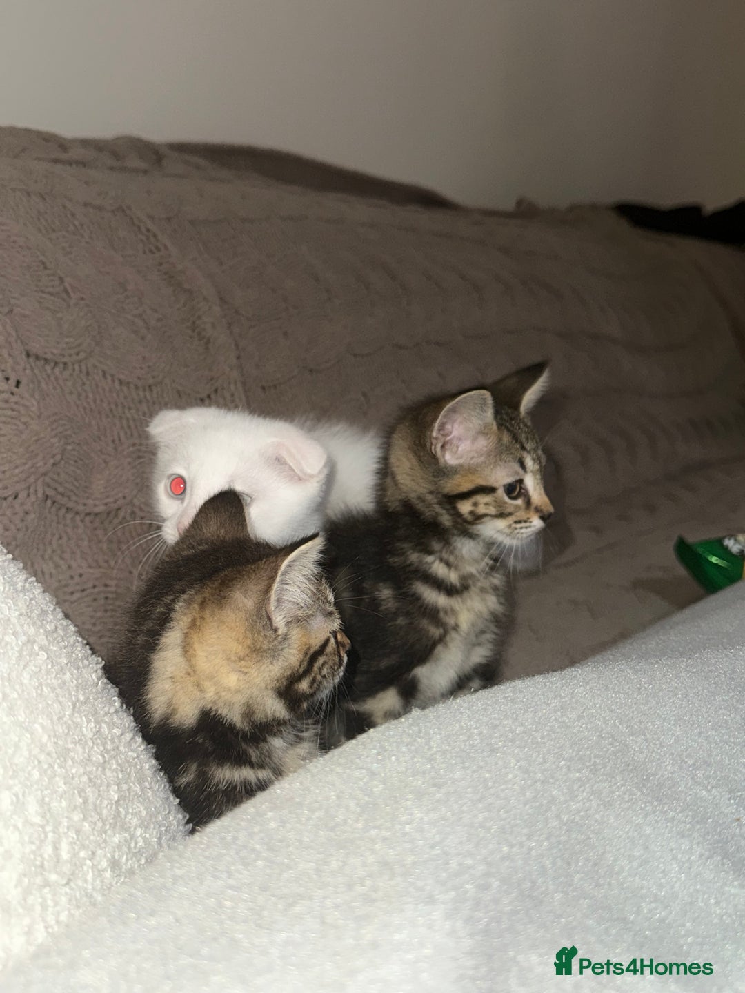 Mixed Breed cats for sale: 2 adorable little boys for sale - Image 3