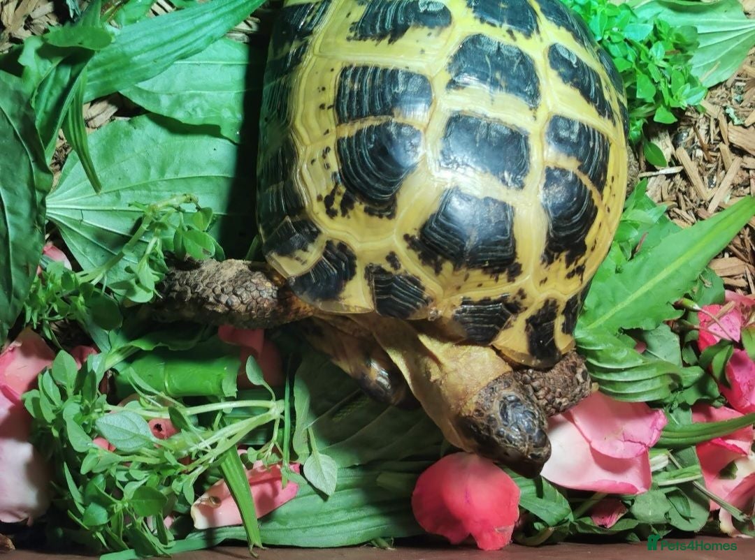 Tortoise reptiles Two Horsefield Tortoise need a new home - Advert 1