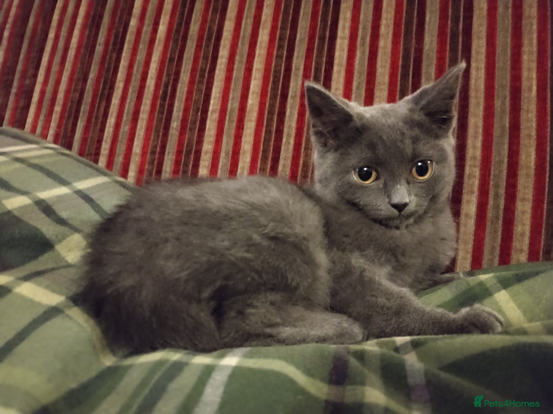 British Shorthair cats for sale: GORGEOUS BRITISH BLUE SHORTHAIR FEMALE KITTEN  - Image 5