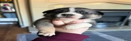 Mixed Breed dogs for sale: Puppies mixed bread  in Stoke-on-Trent - Advert 20