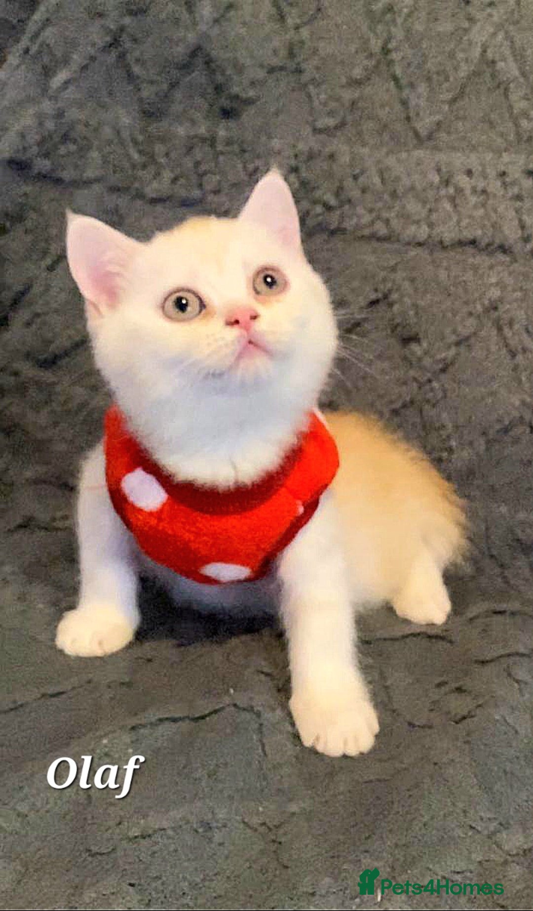 British Shorthair cats for sale: GCCF Snowflake BSH - Advert 5