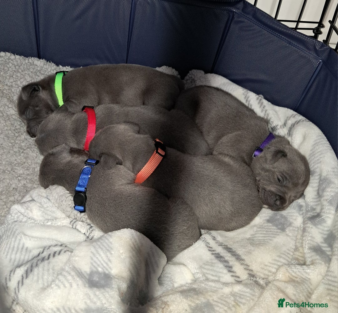 Staffordshire Bull Terrier dogs for sale: Staffordshire Bull Terrier puppies  - Advert 2