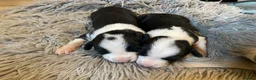 Sprollie dogs for sale: ⚡️Stunning Sprollie Puppies⚡️ - Advert 5