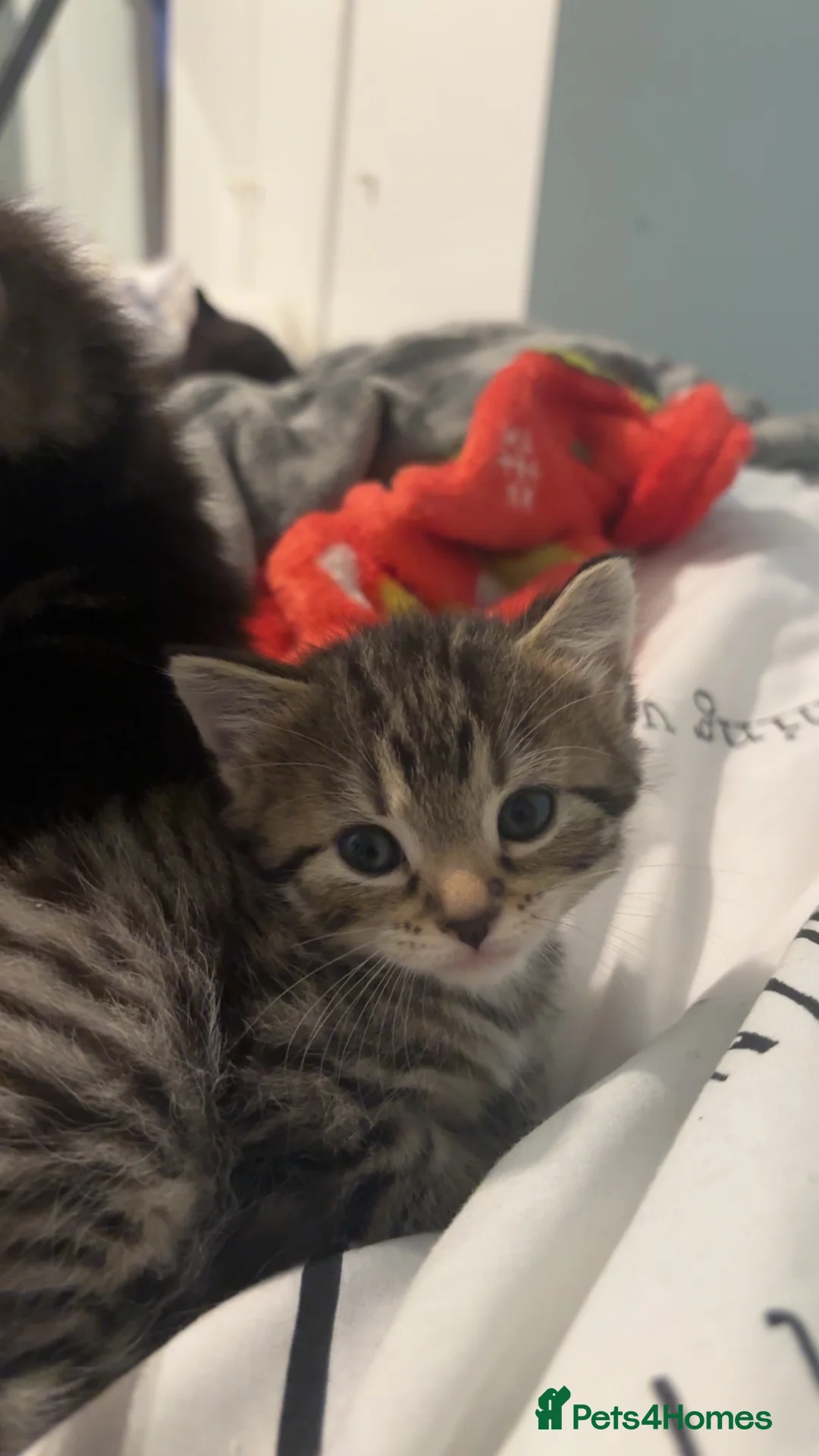 Mixed Breed cats for sale: Kittens for sale  - Advert 2