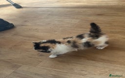 Domestic Shorthair cats for sale: 7 kittens ready to go 21 September  - Image 7